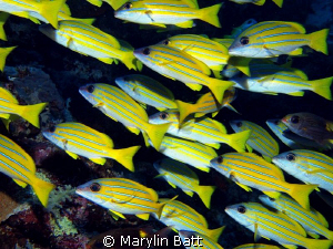 Schooling Grunts flashing by. by Marylin Batt 